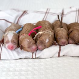 Goldendoodle puppies from Desoto Doodles