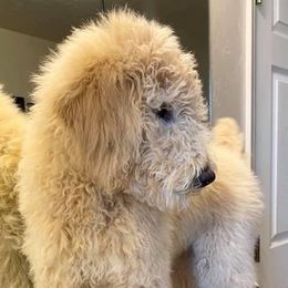 Bernedoodles, Goldendoodles, and Poodles from Dinoland Doodles