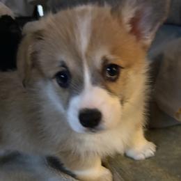 Jewel 3 - Red female Pembroke Welsh Corgi puppy in Tucson, Arizona from Sierrita Mountain Corgis