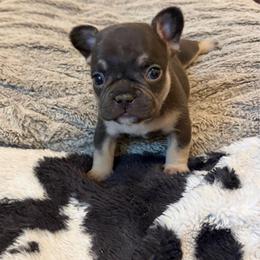Blue - Tricolors male French Bulldog puppy in Long Beach, California from Royal velvet frenchies