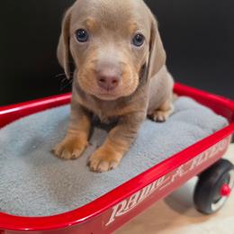 Rico - Fawn (isabella) and tan male Dachshund puppy in Ogden, Utah from Ollie'n'Nara