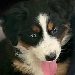 Jane Austin - Black tri-color female Australian Shepherd puppy in Lebanon, Oregon from Mt. Hope Aussies