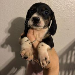 Rolly - Piebald male Dachshund puppy in Conroe, Texas from R&M Dachshunds