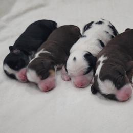 Australian Labradoodle puppies from Country Morning Labradoodles