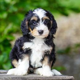 Nettle - Tri-color male Bernedoodle puppy in Dundee, Ohio from Down Home Doodle