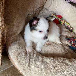 Porsche - White and sable male Papillon puppy in Blossvale, New York from Glenara Collies & Papillons