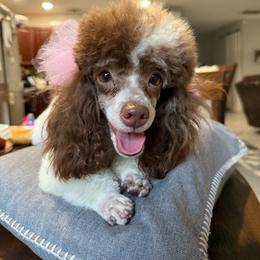 Dulce - Poodle