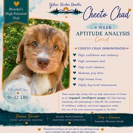 Cheetos - male Australian Mountain Doodle puppy in Port Orchard, Washington from Yukon Harbor Doodles