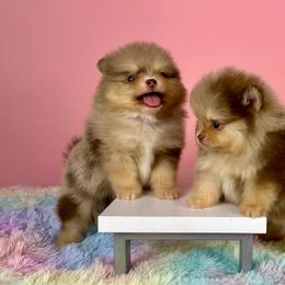 Nikola - Chocolate merle male Pomeranian puppy in Antioch, California from Ray of Poms