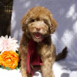 Otter - Sable male Bernedoodle puppy in Queen Creek, Arizona from Dulcito Doodles