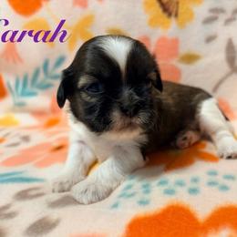 Sarah - Black gold and white female Shih Tzu puppy in Hemet, California from Aloha Shih Tzu