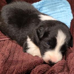 Douglas - Black and white male Border Collie puppy in Chino Valley, Arizona from Dog Pond Border Collies