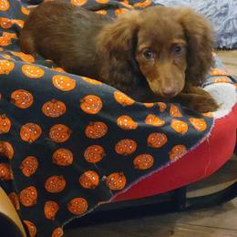 Dachshund Puppies from Shaffers low riding weiners