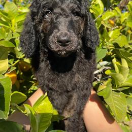 Poodle Puppies from Lenca Kennels
