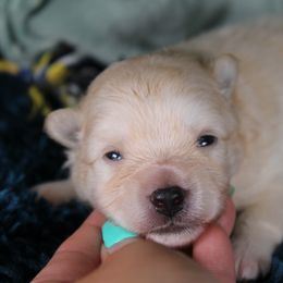 Boston - White male Pomsky puppy in Albany, Indiana from Hatz Off Puppies
