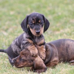 Dachshund Puppies from Mom's Dachshunds
