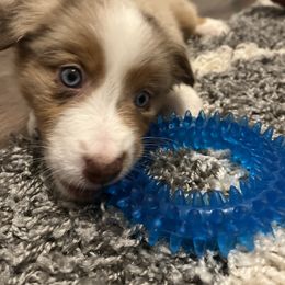 Australian Shepherd Puppies from Southern Sky Aussies