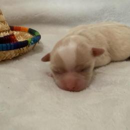 Daisy - Cream female Chihuahua puppy in Seneca, Missouri from Stephanie’s Puppy Colony