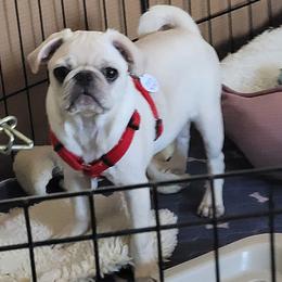 AKC Sweetie Pi - Pug