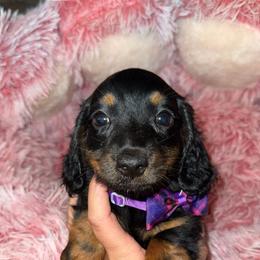Dachshund and French Bulldog Puppies from Trust Fund Devil Kennel