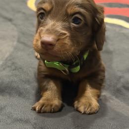 Hershey - Chocolate and tan male Dachshund puppy in Kindred, Florida from Redlands Farm