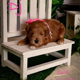 DJ - Apricot female Goldendoodle puppy in Syracuse, Utah from 2 Bros Doodles