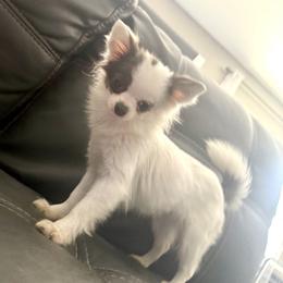 Cleo-2.1 lbs only at 9 months old - Black and white female Chihuahua puppy in Summerfield, Florida from Impeccable's Boutique & Ethical Breeder for the educated & discriminating ONLY