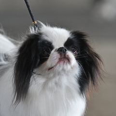 Batman - Japanese Chin