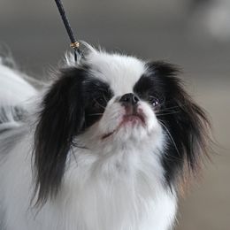 Batman - Japanese Chin
