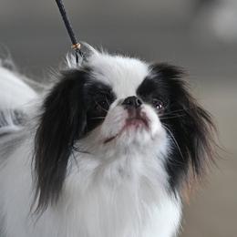 Batman - Japanese Chin