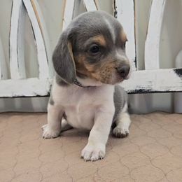 Blue - Blue tan and white male Beagle puppy in Henefer, Utah from Lazy G Kennels