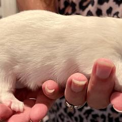 American Eskimo Dog Puppies from Soleil American Eskimos
