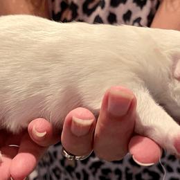 American Eskimo Dog Puppies from Soleil American Eskimos