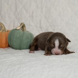 Jim Croce - Red tri-color male Australian Shepherd puppy in Bristol, New Hampshire from NewFound Lake Aussies