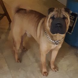 Chinese Shar-Pei from Northwest Arkansas Shar Pei