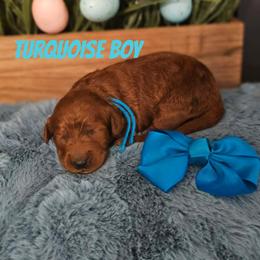 Turquoise - Red  male Goldendoodle puppy in Haughton, Louisiana from Bailey’s Cajun Canines