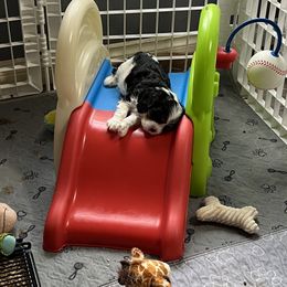 Cavalier King Charles Spaniel Puppies from Sahailey Cavaliers