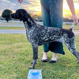 Vera - German Shorthaired Pointer