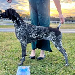 Vera - German Shorthaired Pointer