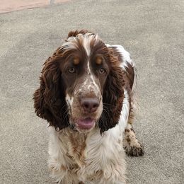 Ivy - English Springer Spaniel