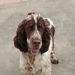 Ivy - English Springer Spaniel