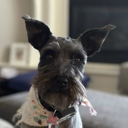 Lily - Miniature Schnauzer