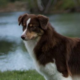Rachel - Australian Shepherd