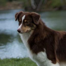 Rachel - Australian Shepherd