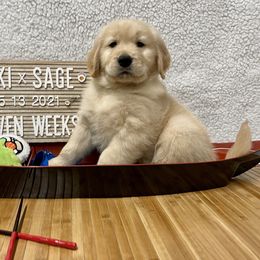 Golden Retriever Puppies from Golden Wise