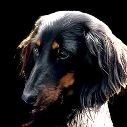 Hope - Dachshund