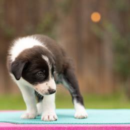 Draco - Black and white male Border Collie puppy in Austin, Texas from Border Collie dei Fanelli