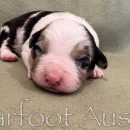 Boy 7 - male Australian Shepherd puppy in Lowell, Indiana from Bearfoot Aussies and Tollers