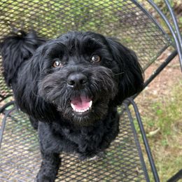 Nico - Havanese