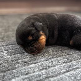 Boy 2 - Black and tan male Rottweiler puppy in Danieslville, Georgia from Bronx Von Bridges Rottweilers